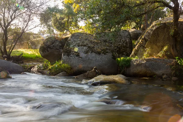 Quiet river runs between trees — Stock Photo, Image