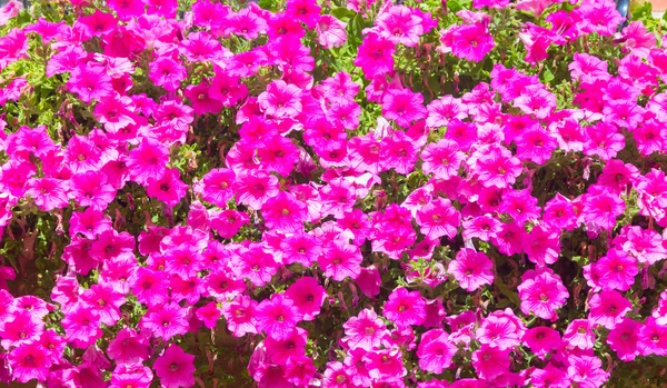 Pěkné květy fialové — Stock fotografie