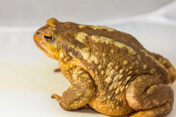 Barna varangy (Bufo bufo) fehér háttér — Stock Fotó