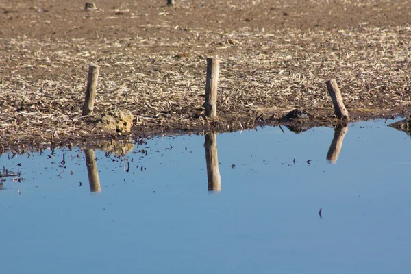 Estacas de madera en la zona inundada de marea baja — Foto de Stock