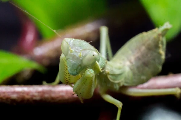 Citra makro dari seekor belalang yang sedang berdoa — Stok Foto