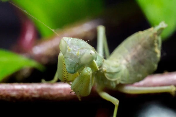 Macro imagen de un insecto Rezando mantis —  Fotos de Stock