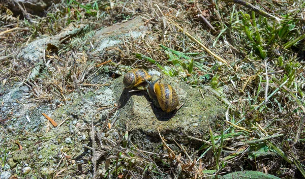 Snails in the field pairing — Stock Photo, Image