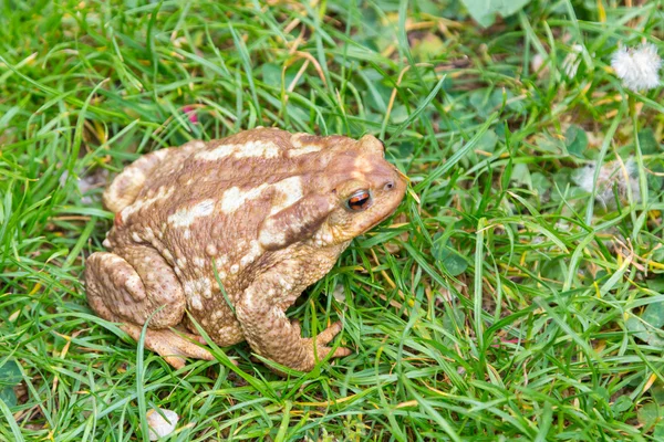 Közönséges varangy (Bufo bufo) a fűben — Stock Fotó