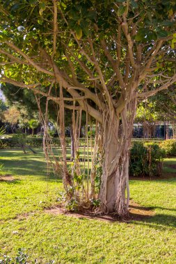 Ağaç dalları ve kökleri bir parkta