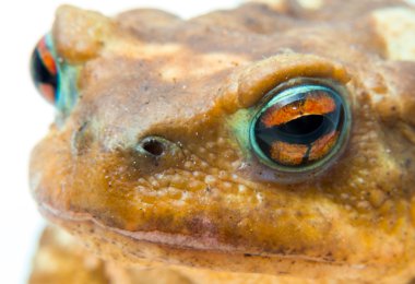 ortak Kurbağa (Bufo bufo) portre baş ve gözler
