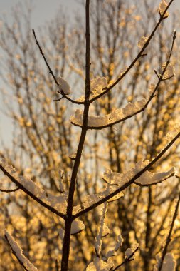 Glitter güneşin karla kaplı dalları