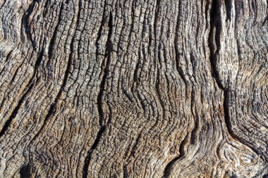 Arka plan ile kuru bir gövde çatlaklar