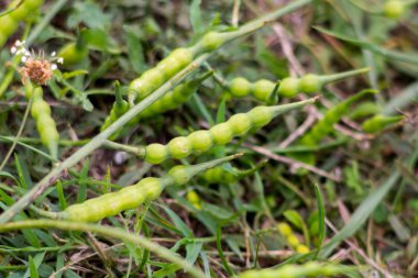 Bir bezelye gibi tohum