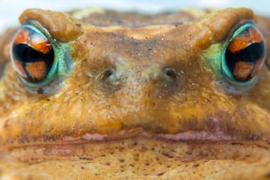 ortak Kurbağa (Bufo bufo) portre baş ve gözler
