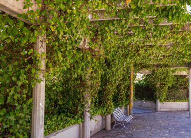 sarmaşıklar bir parkta sütunlar üzerinde