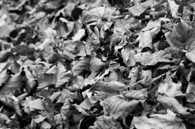 Arka plan siyah ve WHI sonbahar yaprakları kaplı zemin ile