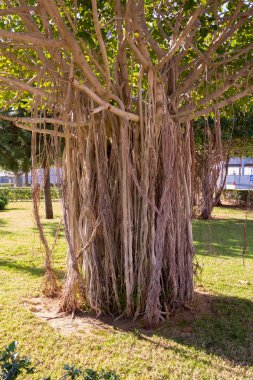 Ağaç dalları ve kökleri bir parkta