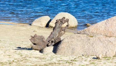Kuru ağaç gövdesinde bir gölün kıyısında