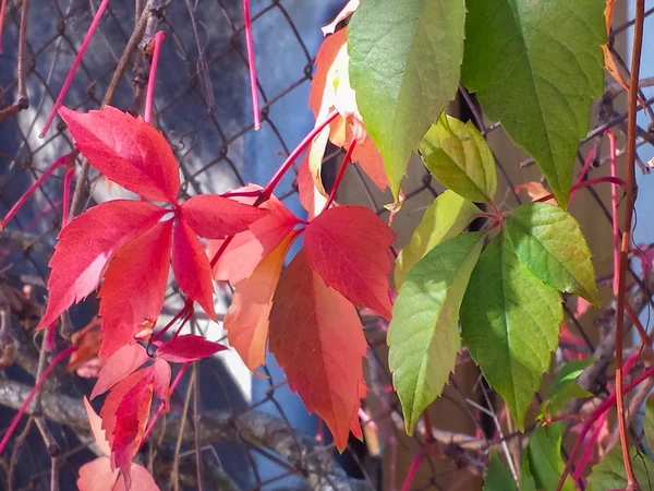 Enredadera con hojas rojas en otoño —  Fotos de Stock