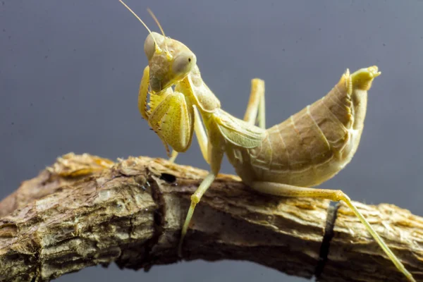 Macro image of an insect Praying mantis — Stock Photo, Image