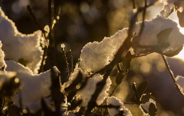 Grenar täckta med snö med glitter i solen — Stockfoto