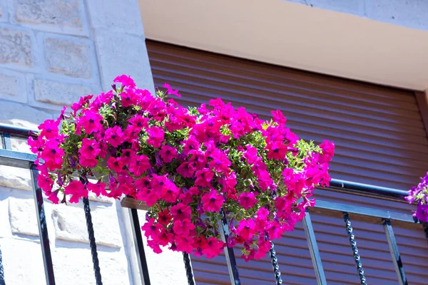 Eine hübsche Blüte lila — Stockfoto