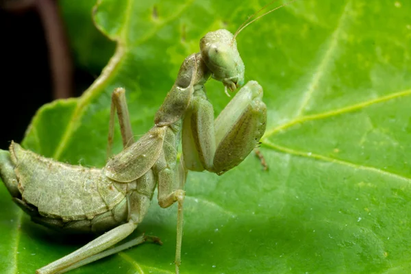 Imagem macro de um inseto Louva-a-deus — Fotografia de Stock