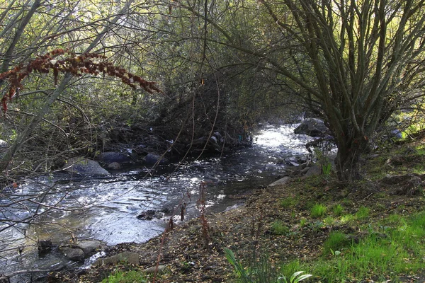 Rustige rivier loopt tussen bomen — Stockfoto