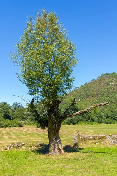 Branche d'arbre sec solitaire dans le champ — Photo