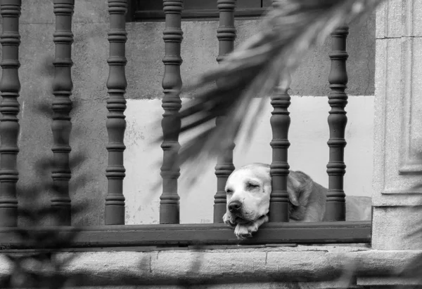 Cão dormindo atrás das grades com um terraço — Fotografia de Stock