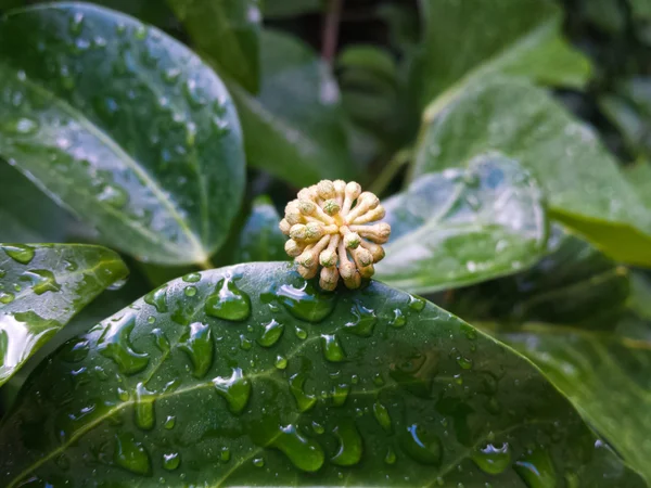 Folhas de hera verde com gotas de água após a chuva — Fotografia de Stock