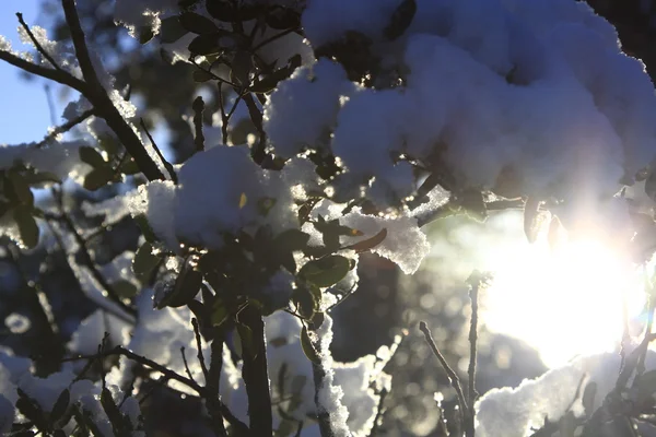 Takken bedekt met sneeuw met glitters in de zon — Stockfoto