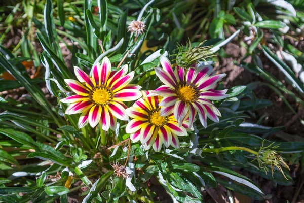 Mooie bloemen met bloemblaadjes van kleuren — Stockfoto