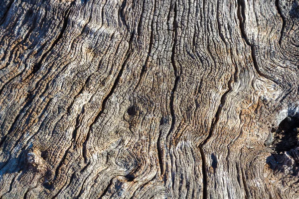 Background with cracks of a dry trunk — Stock Photo, Image