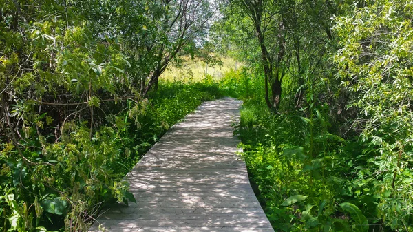 Wooden footbridge in a forest — Stock Photo, Image