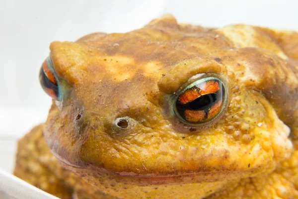 Common toad (Bufo bufo) closeup of the head and eyes — Stock Photo, Image