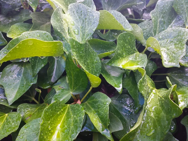 Hojas de hiedra verde con gotas de agua después de la lluvia —  Fotos de Stock
