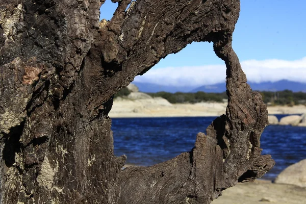 Dry tree trunk on the shore of a lake — Stock Photo, Image