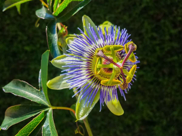 Passiflora em flor — Fotografia de Stock