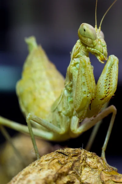 Macro image of an insect Praying mantis — Stock Photo, Image