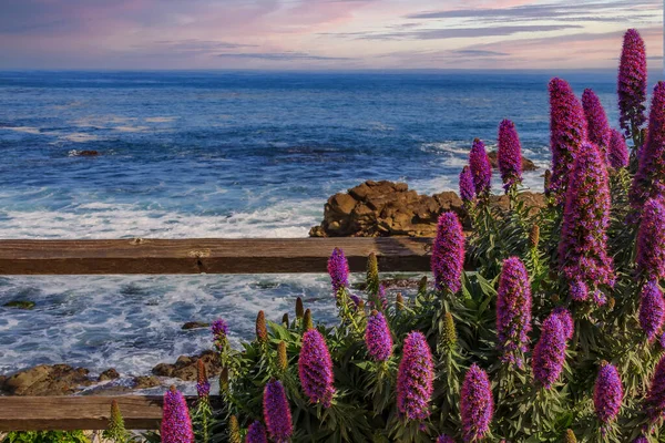 Calma Océano Pacífico Con Flores Púrpuras Una Cerca Rústica Primer —  Fotos de Stock