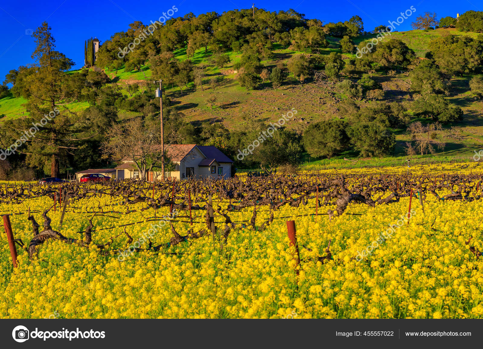 Yellow mustard flowers between grape vines in Napa Valley, California