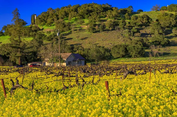 Жовті гірчичні квіти між виноградними лозами в долині Напа (Каліфорнія, США). Стокове Зображення