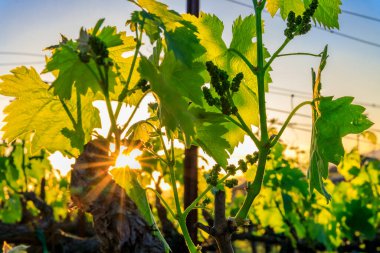 Napa Vadisi, Kaliforniya, ABD 'de ilkbaharda üzüm bağında üzüm bağları