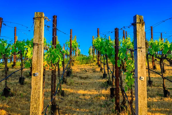 Druvstockar på en vingård på våren i Napa Valley, Kalifornien, USA — Stockfoto