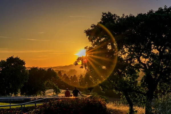 カリフォルニア州ナパバレーの春のブドウ園で日没時に太陽がフレアの木の下の人々のシルエットを持つ風景 — ストック写真