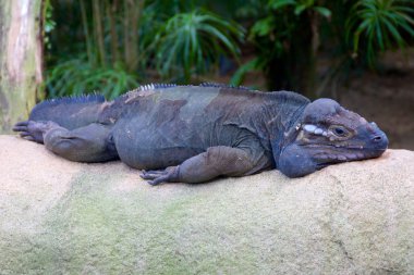 Boynuzlu bir kayaya istirahat Lizard