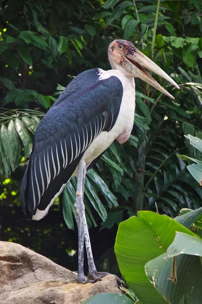 Marabu Storch auf einem Felsen — Stockfoto