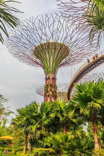 Singapore Supertrees — Stock Photo, Image