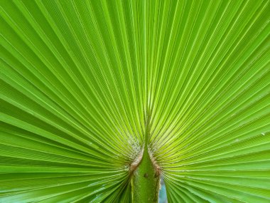 Green palm tree leaf