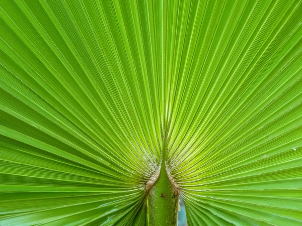 Folha de palmeira verde — Fotografia de Stock