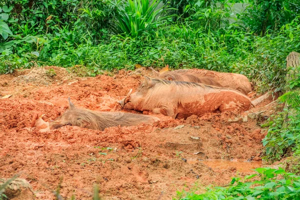 Warthog dans la boue — Photo