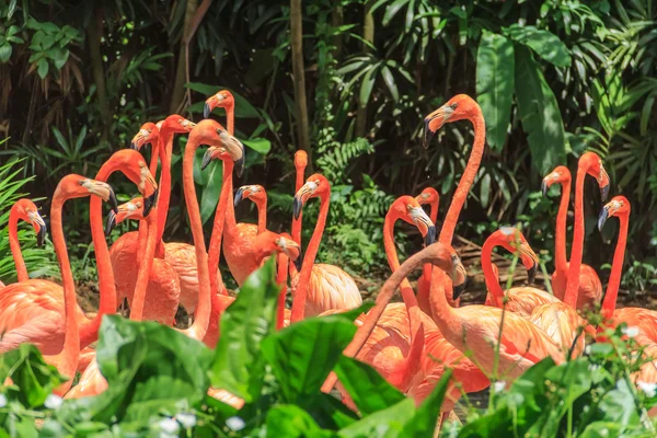 Pembe Karayip flamingolar sürü — Stok fotoğraf