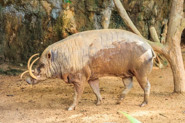 Babirusa in a Zoo Royalty Free Stock Images